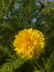 image of  yellow flowers the evening is very beautiful 