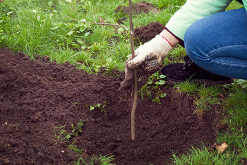 The girl's gloved hands holding young tree planted in the Park on green grass lawn.