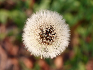 Dandelion, top view, close up image.