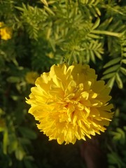 image of  yellow flowers the evening is very beautiful 