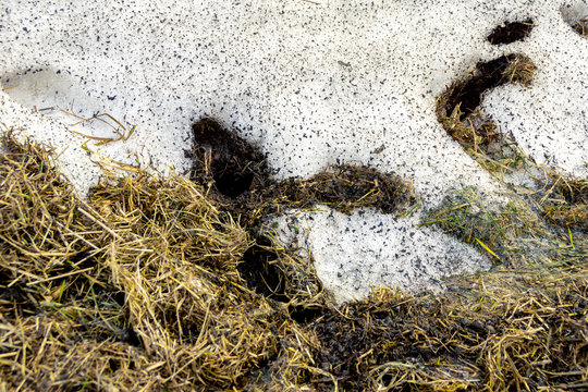 partially melted snowdrift, rodent burrows lined with old grass, housing insulation for the winter, selective focus