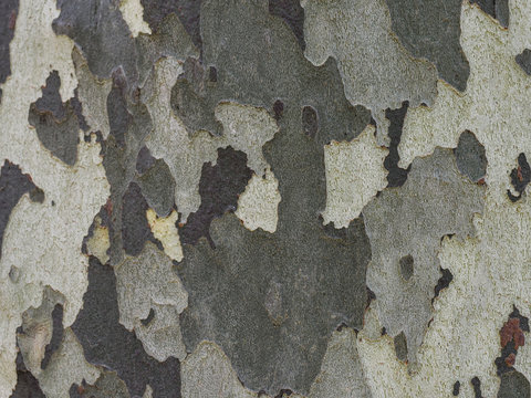 Texture of the bark of a plane tree tree. Close-up. Background. Coloring camouflage. Patterns of nature.