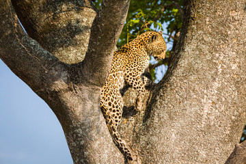 Obraz premium Leopard