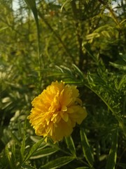 image of  yellow flowers the evening is very beautiful 