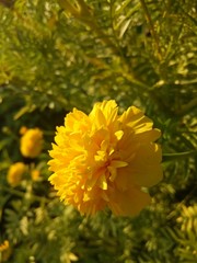 image of  yellow flowers the evening is very beautiful 