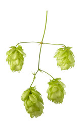 Isolated hop cones with plant stem on white background, close-up