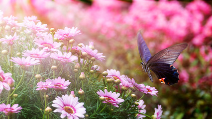 beautiful butterfly on a flower witn nice background