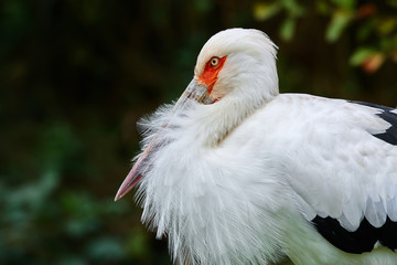 Portrait of maguari stork (Ciconia maguari) on green background. Big stork from South America