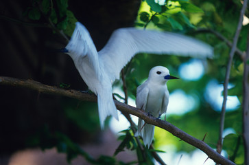 Two 'Love Birds' on Bird Island in the Seychelles
