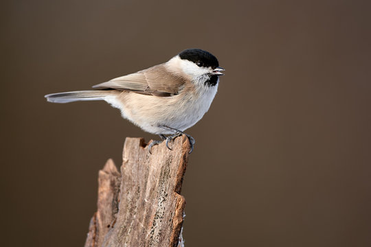 Marsh tit (Poecile palustris) frequent visitor in winter on a feeder. We often find this bird in the garden or in the woods.