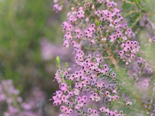 ピンクと黒のジャノメエリカ