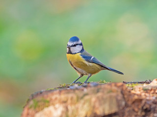 Obraz premium The Eurasian blue tit (Cyanistes caeruleus) is a small passerine bird in the tit family, Paridae. 