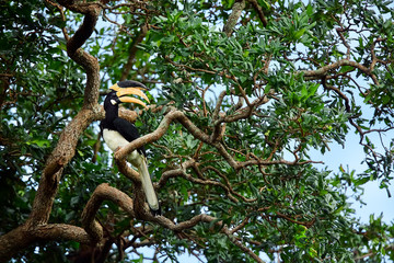 Malabar pied hornbill (Anthracoceros coronatus). Big beautiful bird sitting on a tree in Udawalawe...