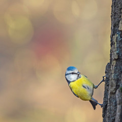 The Eurasian blue tit (Cyanistes caeruleus) is a small passerine bird in the tit family, Paridae. 
