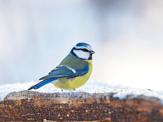 The Eurasian blue tit (Cyanistes caeruleus) is a small passerine bird in the tit family, Paridae. 