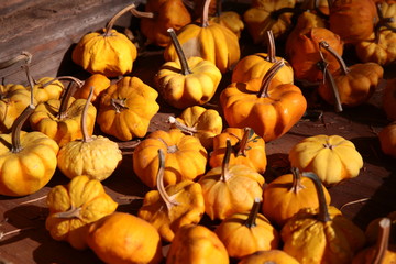 Mini Pumpkins 2