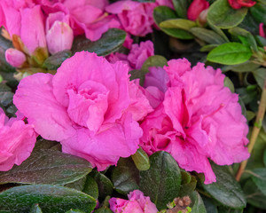colorful azalea flowers close up in the garden