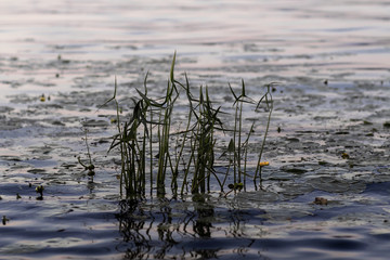 reeds in water