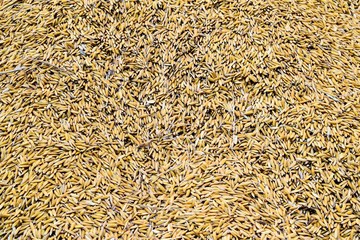 Background from pile of paddy rice and and rice seed, Brown of rice grain and close up of rice pile
