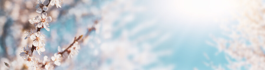Blossoming apricot tree branches on a sunny sky background with copy space web banner: spring time...