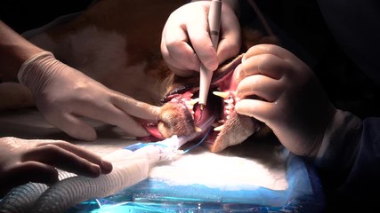 Static closeup of surgery room during beagle dog dental care treatment.