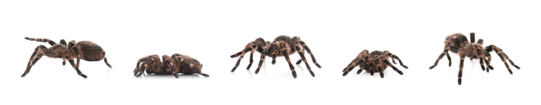 Collage of striped knee tarantula (Aphonopelma seemanni) on white background. Banner design