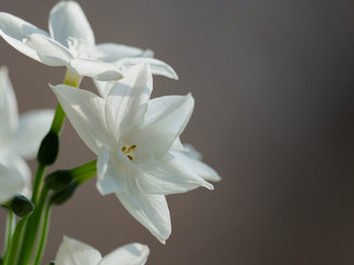 Obraz premium 純白のペーパーホワイト