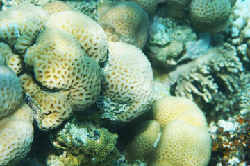detail of coral in the Egypt