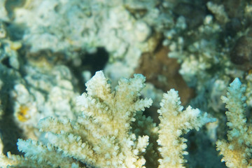 detail of coral in the Egypt