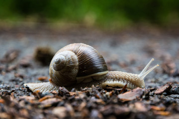 Schnecke