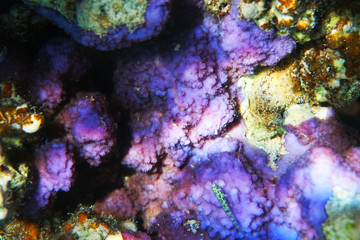 Plakat detail of coral in the Egypt