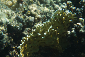 detail of coral in the Egypt