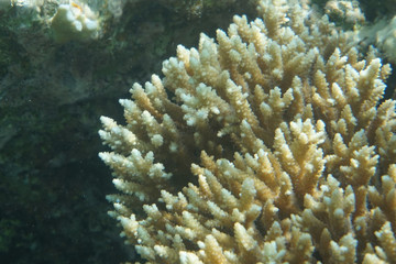 detail of coral in the Egypt