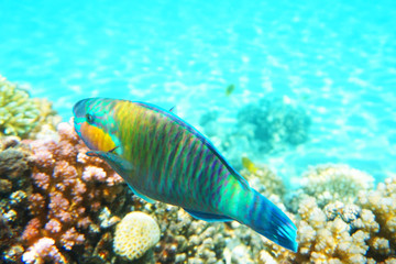 fish in the Red sea