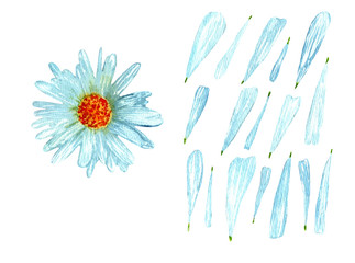 Watercolor chamomile,flower and petals.Botanic hand drawn illustration isolated on white background.