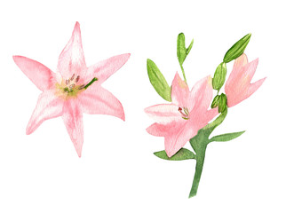 Watercolor pink lily,flower and lily leaves.Botanic hand drawn illustration isolated on white background.
