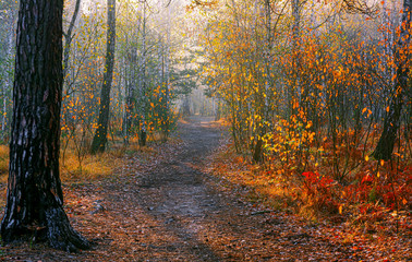 Walk in the autumn forest. Sun rays. Autumn colors. Fog.