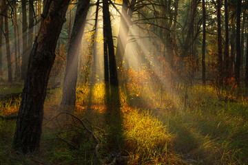 Fototapeta premium Walk in the autumn forest. Sun rays. Autumn colors. Fog.