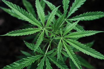 Fototapeta na wymiar Abstract background of Marijuana leaves, cannabis