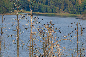 Bird Islands. Sweden sea coast landscape. Stylized photos with added noise