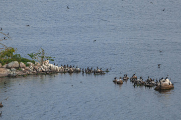 Bird Islands. Sweden sea coast landscape. Stylized photos with added noise