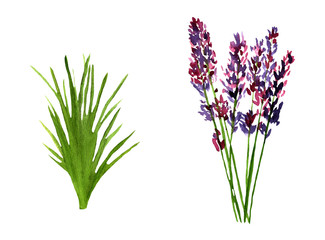 Watercolor lilac lavender,flower and leaves of lavender.Botanic hand drawn illustration isolated on white background.