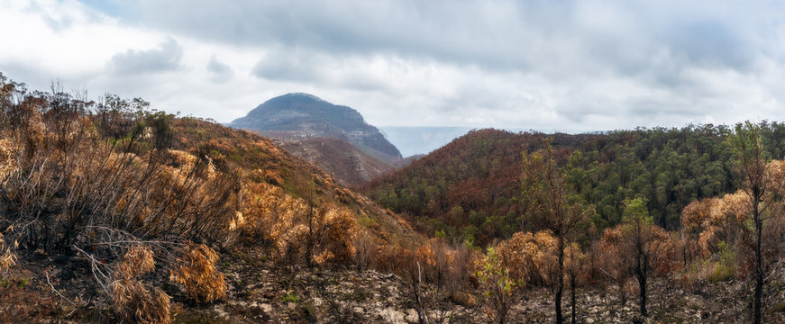 Panoramic view of burned eucalyptus forest in the aftermath of the Australian bush fires of December 2019 at Mount Banks in Blue Mountains National Park, north-west of Sydney.