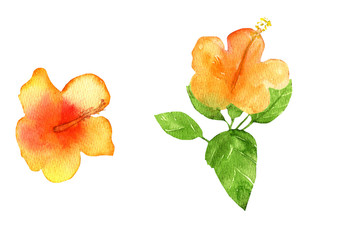 Watercolor yellow hibiscus,hibiscus flower and leaves.Botanic hand drawn illustration isolated on white background.