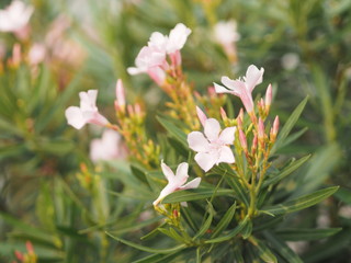 Obraz na płótnie Canvas Sweet Oleander, Rose Bay, Nerium indicum Mill name pink flower blooming in garden on blurred of nature background