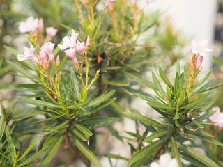 Sweet Oleander, Rose Bay, Nerium indicum Mill name pink flower blooming in garden on blurred of...