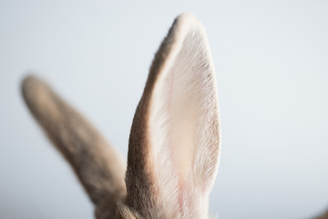 可愛いミニウサギの耳のアップ写真