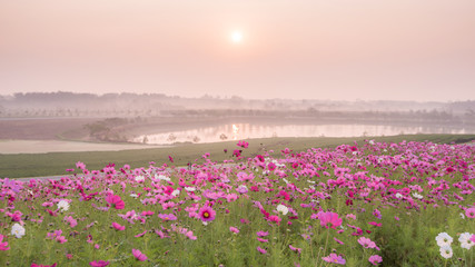 Pink flowers field background.Beautiful cosmos flowers blooming in garden with morning sunlight