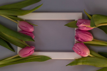Pink tulips and white photo frame on a blue background. Flat lay, top view. Spring time background.
