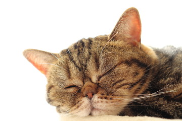 鼻ぺちゃ眠り猫アメリカンショートヘアー